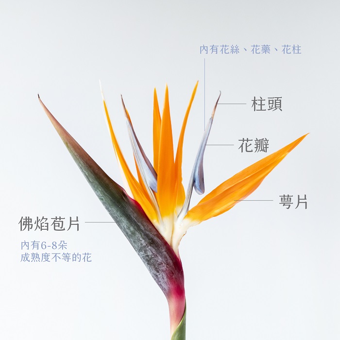 88+ 图片 天堂 鳥 新的 6 天堂鳥- TFTD台灣花店協會官方網站