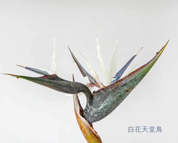 88+ 图片 天堂 鳥 新的 35 天堂鳥- TFTD台灣花店協會官方網站