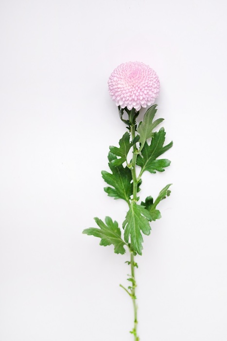 乒乓菊 Tftd台灣花店協會 官方網站