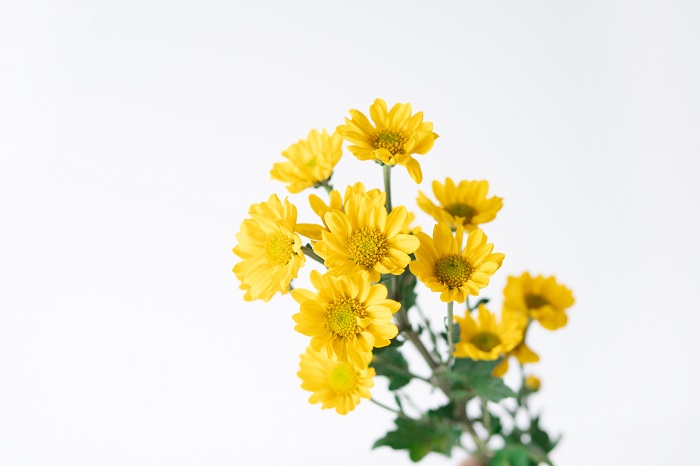 小菊 Tftd台灣花店協會 官方網站