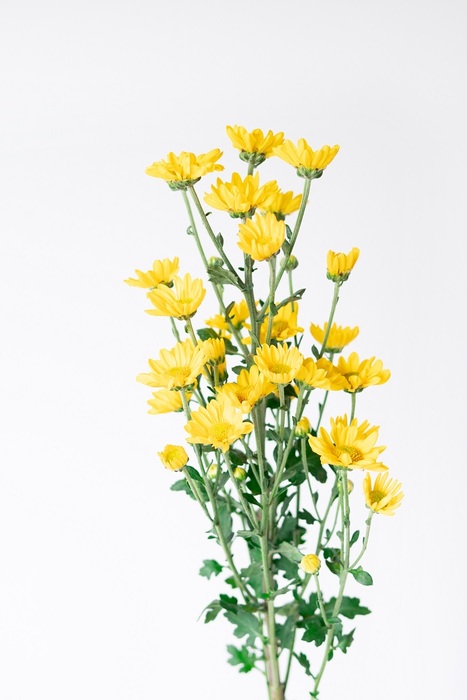 小菊 Tftd台灣花店協會 官方網站
