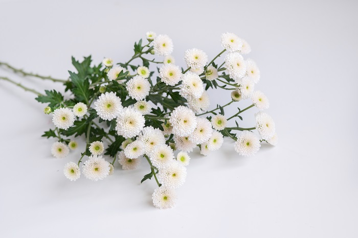 小菊 Tftd台灣花店協會 官方網站